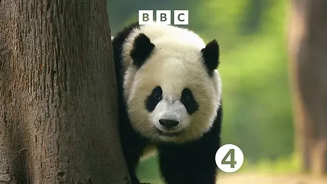 Giant panda in natural habitat